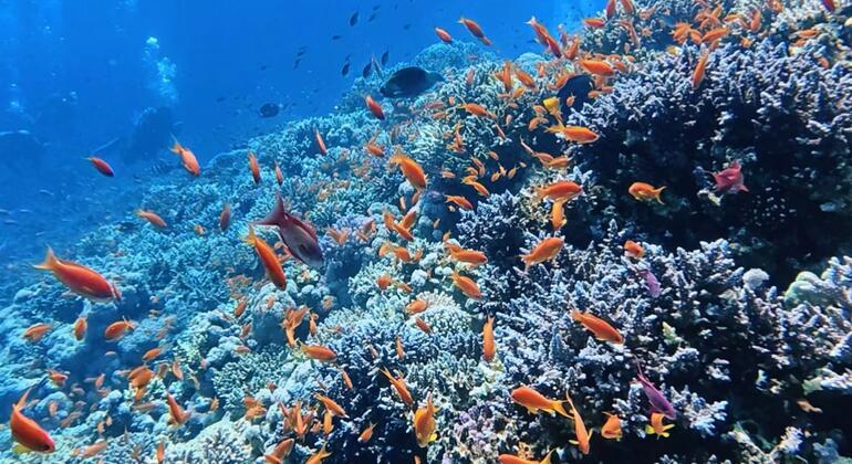 الحفرة الزرقاء الشهيرة في البحر الأحمر. يتميز المشهد بنسيج بديع من الشعاب المرجانية الصلبة واللينة المزدهرة. يكشف انكسار ضوء الشمس عن لوحة ألوان غنية بشكل لا يصدق، تشبه قلعة نابضة بالحياة مبنية تحت الأمواج.